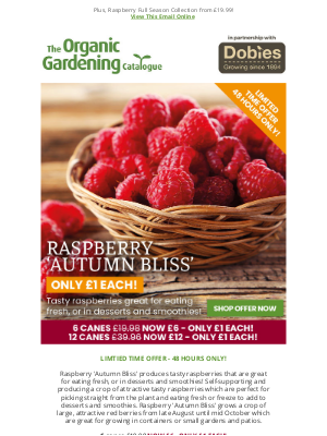 Delicious Autumn Raspberries ONLY £1 each!