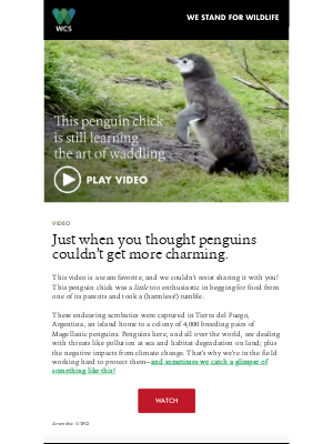 Wildlife Conservation Society - Watch! Clumsy and completely lovable penguin chick