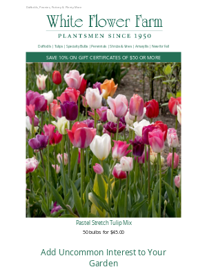 White Flower Farm - Hard-to-Find Treasures for Fall Planting