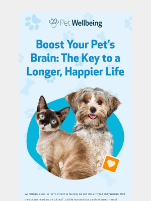 Boost Your Pet’s Brain: The Key to a Longer, Happier Life