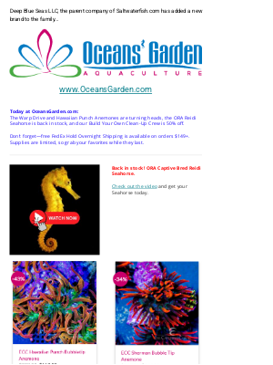 Saltwaterfish - 🐠Hawaiian Punch, Seahorses & More— @ Oceansgarden.com