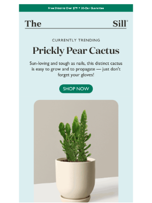 The Sill - This cactus propagates like a pro