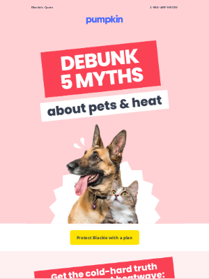 Pumpkin Petcare - Keep Blackie safe this summer 🥵