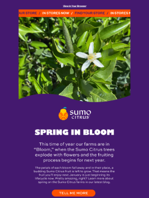 Sumo Citrus - Spring is in Bloom on our Farms