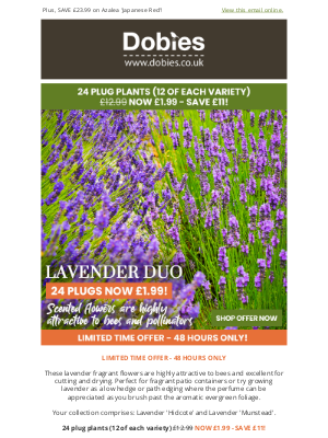 Dobies (United Kingdom) - 24 Scented Lavender Plants NOW £1.99! 48 HOURS ONLY!