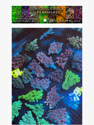 Uniquecorals - Saturday R2R FlashSale up to 85% off Going On Right Now!