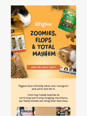 Fetch Pet Products - Caught on Camera: Piggies Gone Wild 📸