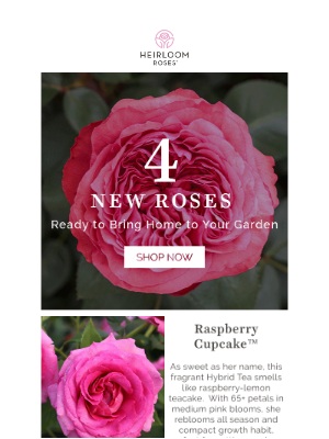 Heirloom Roses Inc. - 4 NEW Pink Roses Your Will Love