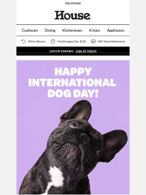 Happy International Dog Day 🐾