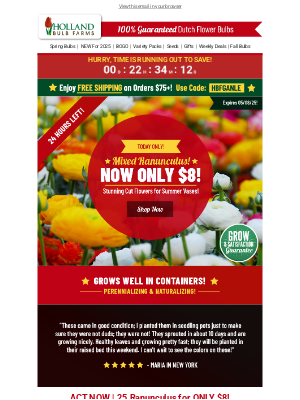 Holland Bulb Farms - BETTER BUTTERCUPS 😍 25 Tubers for ONLY $8!