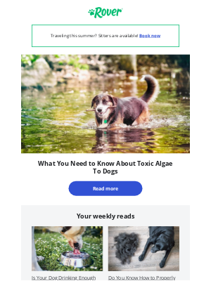 Rover.com - Do you know what algae toxic to your dog looks like?