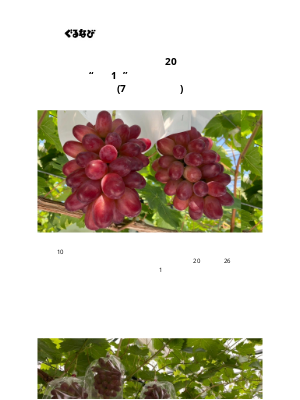 Gurunavi Inc. (Japan) - 【全国送料無料】珠玉の幻！島根県産ぶどう「神紅」中下農園謹製 糖度20度以上1.8kg