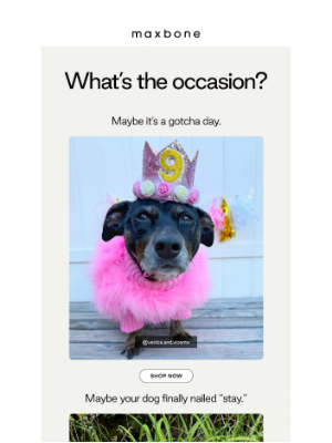 maxbone - Whatever your vibe, your dog’s covered