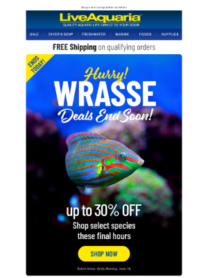 LiveAquaria - It’s ending! Sale on Wrasses for reef setups