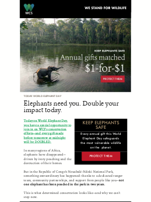 Wildlife Conservation Society - Help keep elephants safe on World Elephant Day 🐘