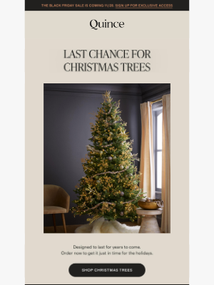 Quince - Last call for Christmas trees!