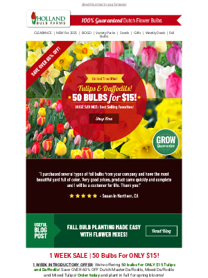 Holland Bulb Farms - IT'S FINALLY HERE 🌷 50 Bulbs ONLY $15!