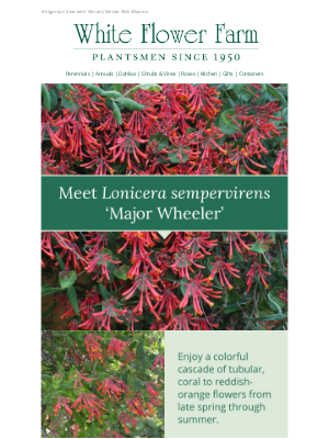 White Flower Farm - Welcome Hummingbirds With Lonicera ‘Major Wheeler’