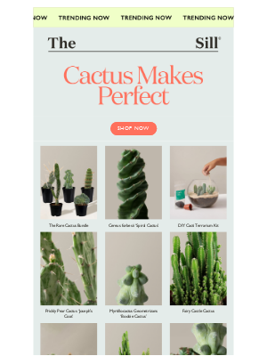 The Sill - Cacti Are Trending