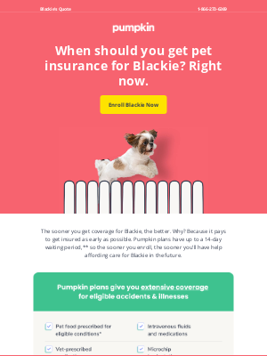 Pumpkin Petcare - Don't sleep on Blackie's coverage