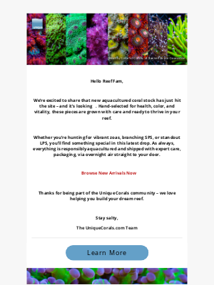 Uniquecorals - Healthy, and Vibrant – New Aquacultured Corals Just Dropped! - UniqueCorals