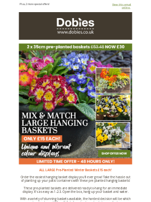 Dobies (United Kingdom) - ALL LARGE Pre-Planted Winter Baskets £15 each!