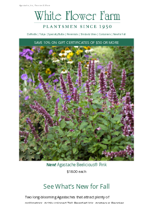 White Flower Farm - Exciting New Perennials for Fall Planting