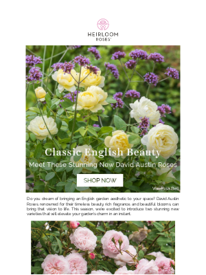 Heirloom Roses Inc. - Just In: Two NEW David Austin Roses!