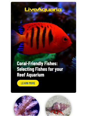 LiveAquaria - 🪸 Reef Smarter: What to Know Before You Stock