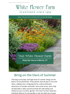 White Flower Farm - Perennials to Perk Up the Summer Border
