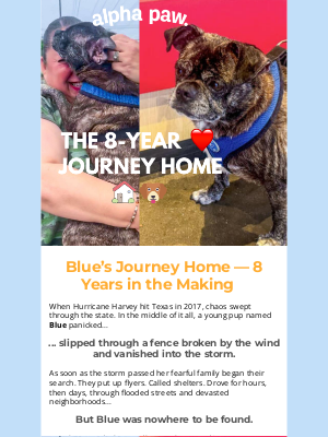 Alpha Paw - 🐶 Their little pup disappeared in the middle of a hurricane…