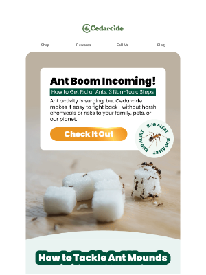 Cedarcide - BUG ALERT: Ants Are Back in a BIG way 🐜