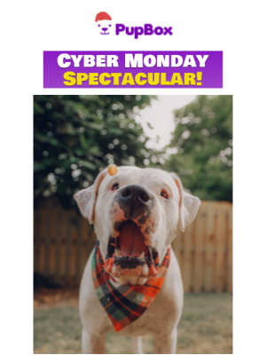 PupBox - 👀 Eyes on the Prize: Cyber Monday Treats Await!