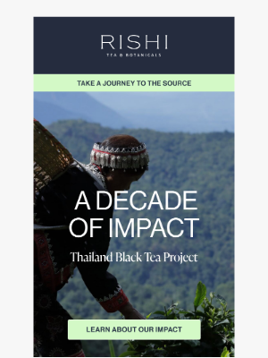 Rishi Tea - Savor the Impact: A Decade of Organic Black Tea in Thailand