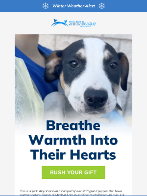 Animal League - 50+ shivering rescues need your support