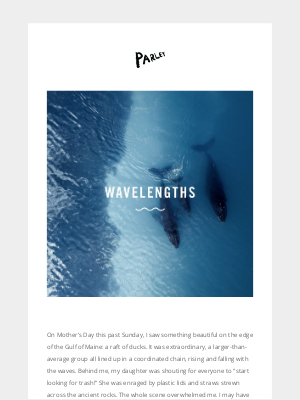Parley - Mother Ocean: Aw, look at the ducks