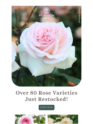 Heirloom Roses Inc. - Hurry—Your Favorite Roses Are Back in Stock!