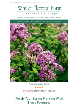 White Flower Farm - 5-Star Favorites for Planting Now – Many on Sale