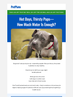 PetPlate - Dehydration in dogs: What to know