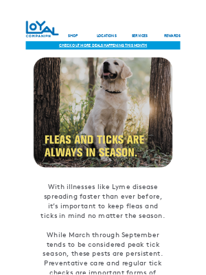 Bark - Flea and Tick Treatments a full 75% off