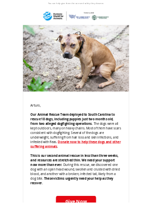 Humane Society of the United States - Breaking: ANOTHER dogfighting rescue