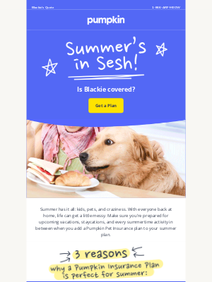 Pumpkin Petcare - Blackie's pals are home for the summer!