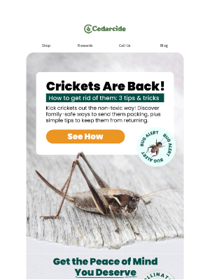 🦗 Crickets don’t want you to see this guide 📚