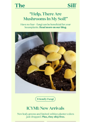 The Sill - Are there mushrooms in your soil?