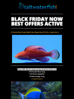 Saltwaterfish - 🐠⚫[LIVE] Black Friday Deals! Mega Mega Sales...