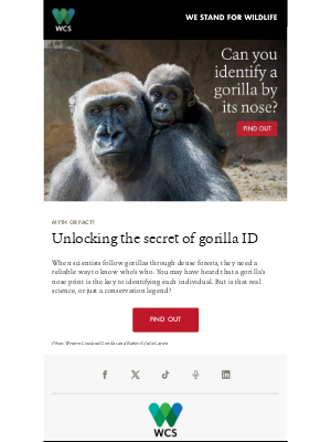 Wildlife Conservation Society - Myth or fact: gorillas can be ID’d by their noses 🦍