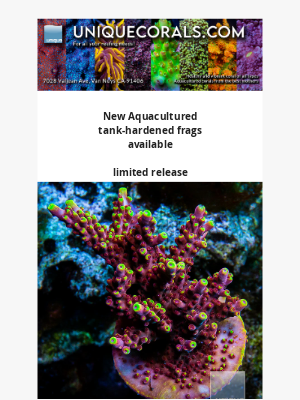 Uniquecorals - Hot New Aquacultured Collector's Coral just dropped from UniqueCorals - Fox Flame, JF Frankies Neophobia