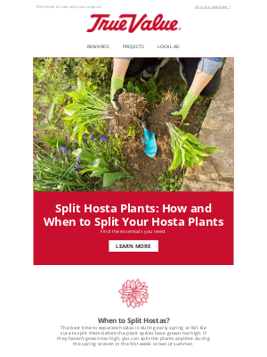 True Value - Learn How and When to Split Your Hosta Plants Today!