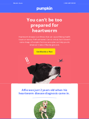 Pumpkin Petcare - Protect Blackie from heartworm ⚠️