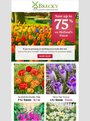 Breck’s Bulbs - They’re Coming to America!